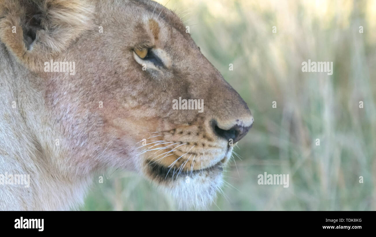 Extreme close up d'une lionne assis dans le Masai Mara, Kenya Banque D'Images