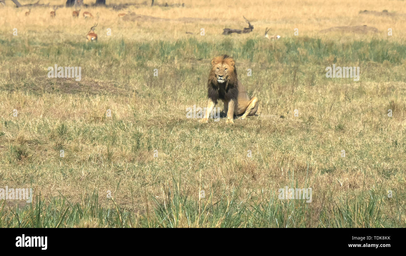 Un lion mâle de la fierté des marais est assis et regarde quelque chose dans la réserve de Masai Mara, Kenya Banque D'Images