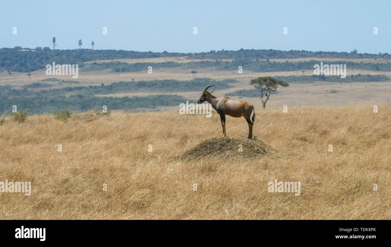 Long Shot d'une antilope topi debout sur une termitière dans le Masai Mara, Kenya Banque D'Images