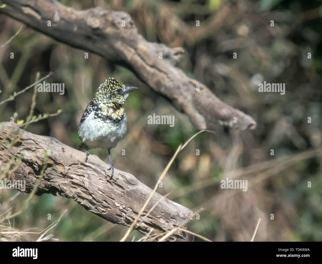 Usambiro barbet oiseau perché sur une branche dans le Masai Mara, Kenya Banque D'Images