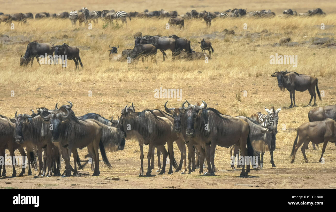 Troupeau de gnous rassemblement à la rivière Mara dans le Masai Mara, Kenya Banque D'Images