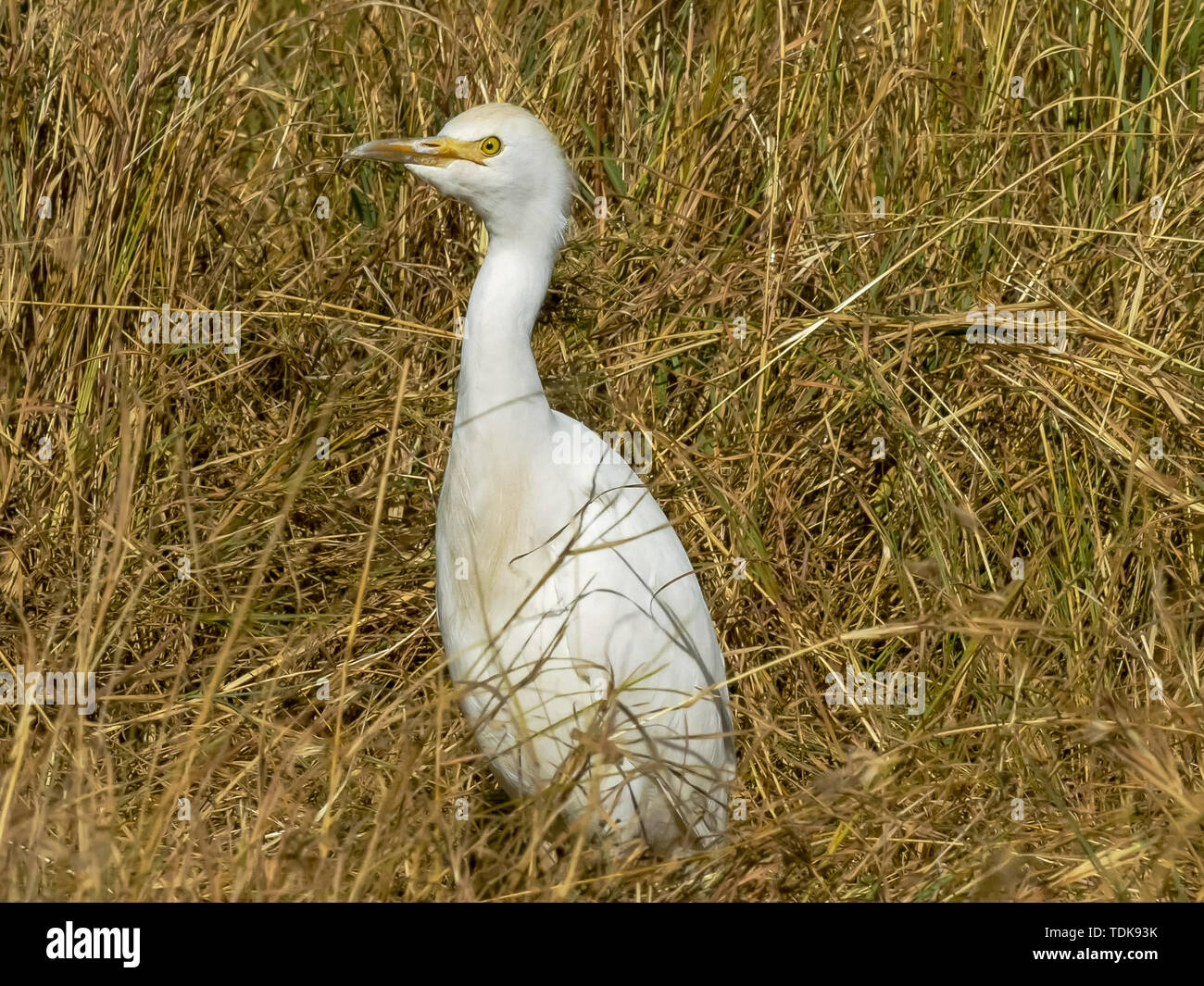 Close up d'un héron garde-boeuf dans le Masai Mara, Kenya Banque D'Images
