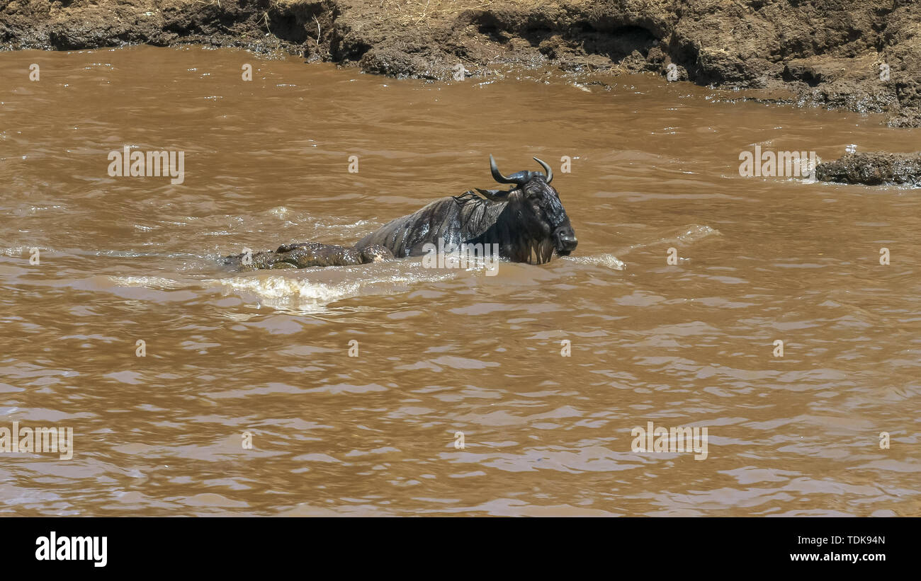 Gnous une lutte pour se libérer de la mâchoire d'un crocodile dans le Masai Mara, Kenya Banque D'Images