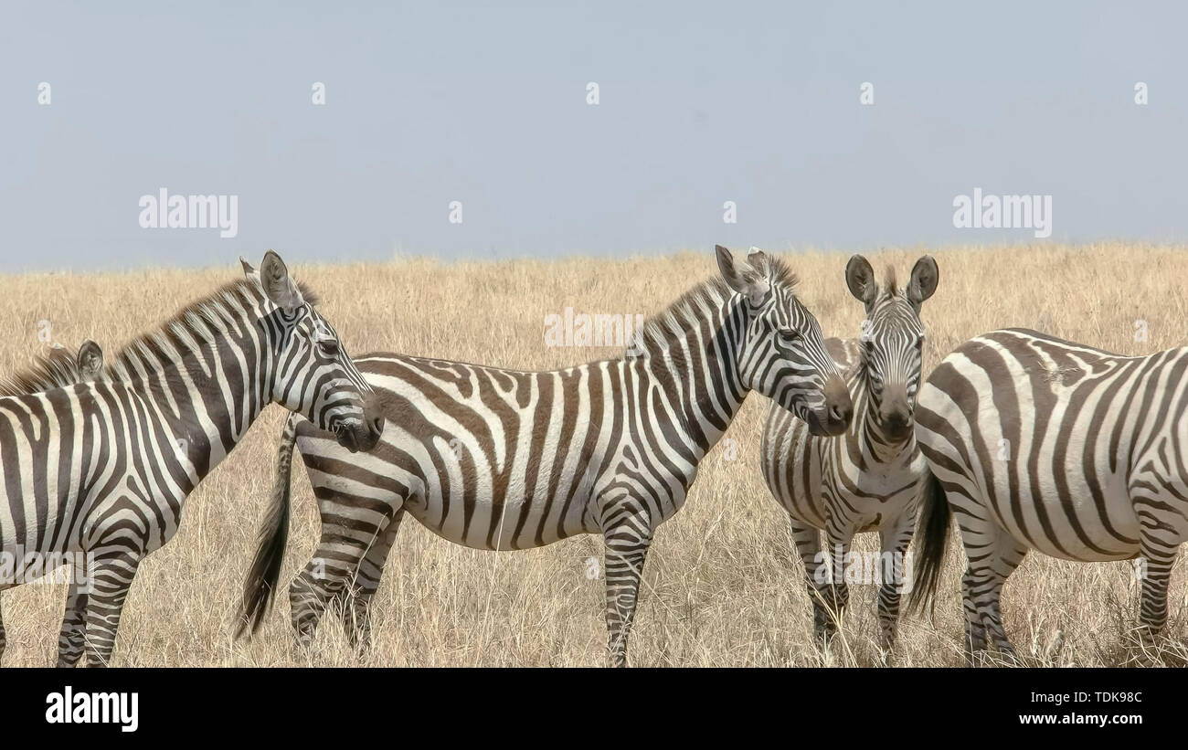Midi close up d'un troupeau de zèbres dans le Masai Mara, Kenya Banque D'Images