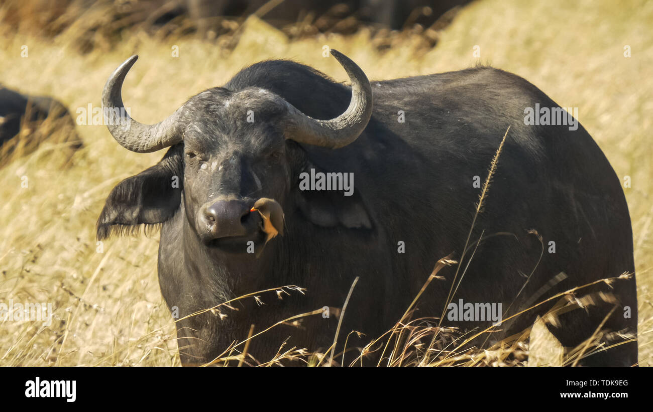 Un oxpecker nettoie les narines d'un buffle dans le Masai Mara, Kenya Banque D'Images
