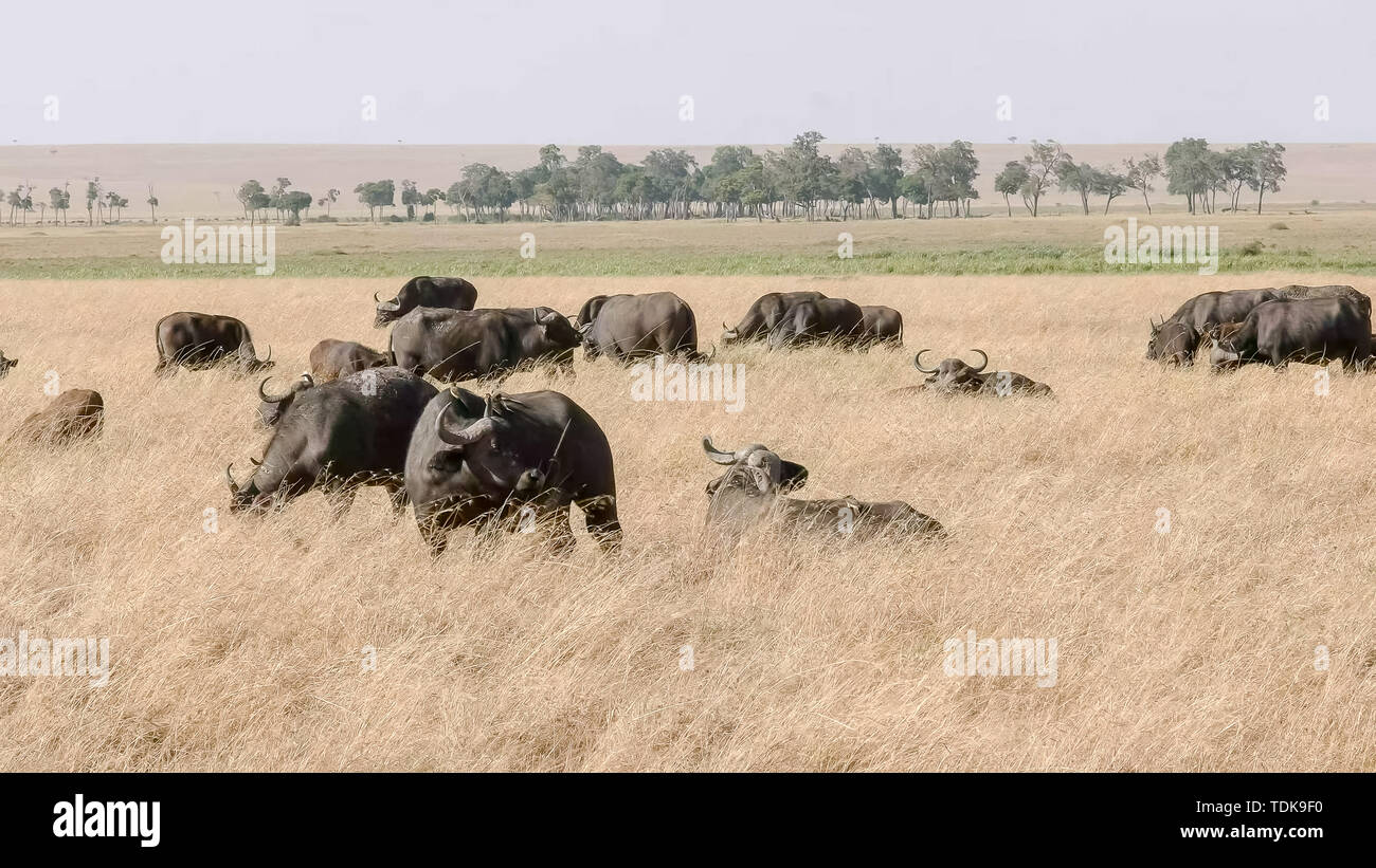 Buffle troupeau dans le Masai Mara, Kenya Banque D'Images