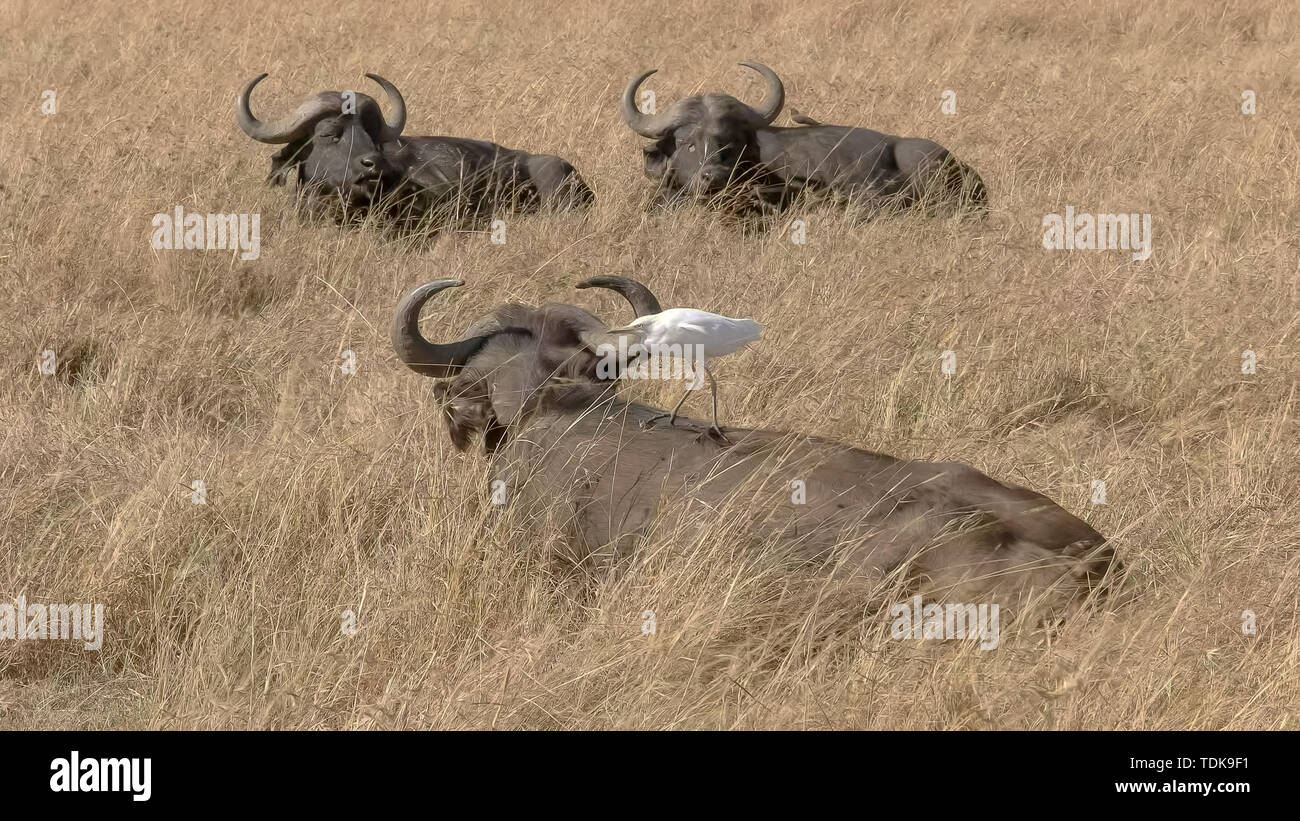 Buffle avec un héron garde-boeuf sur le dos dans le Masai Mara, Kenya Banque D'Images