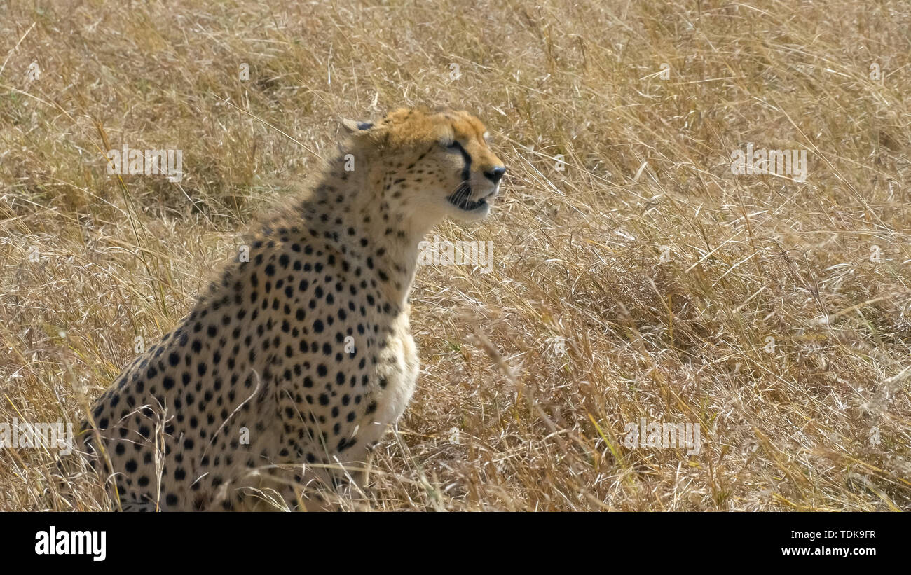 Une femelle guépard assis dans le Masai Mara, Kenya Banque D'Images