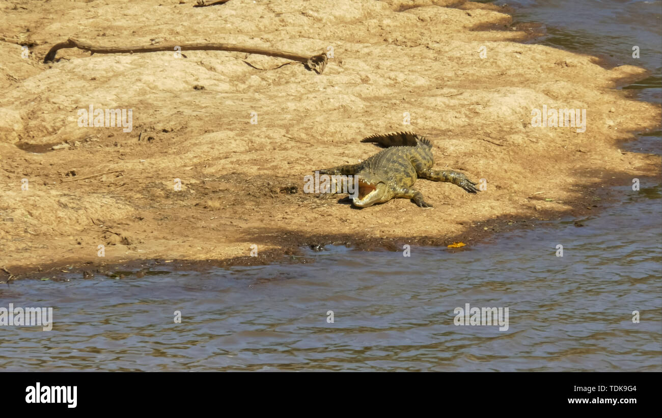 High view de crocodile avec la bouche ouverte sur les rives de la rivière Mara dans le Masai Mara, Kenya Banque D'Images