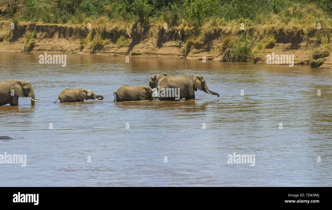 Troupeau d'éléphants au milieu de mara River dans le Masai Mara, Kenya Banque D'Images