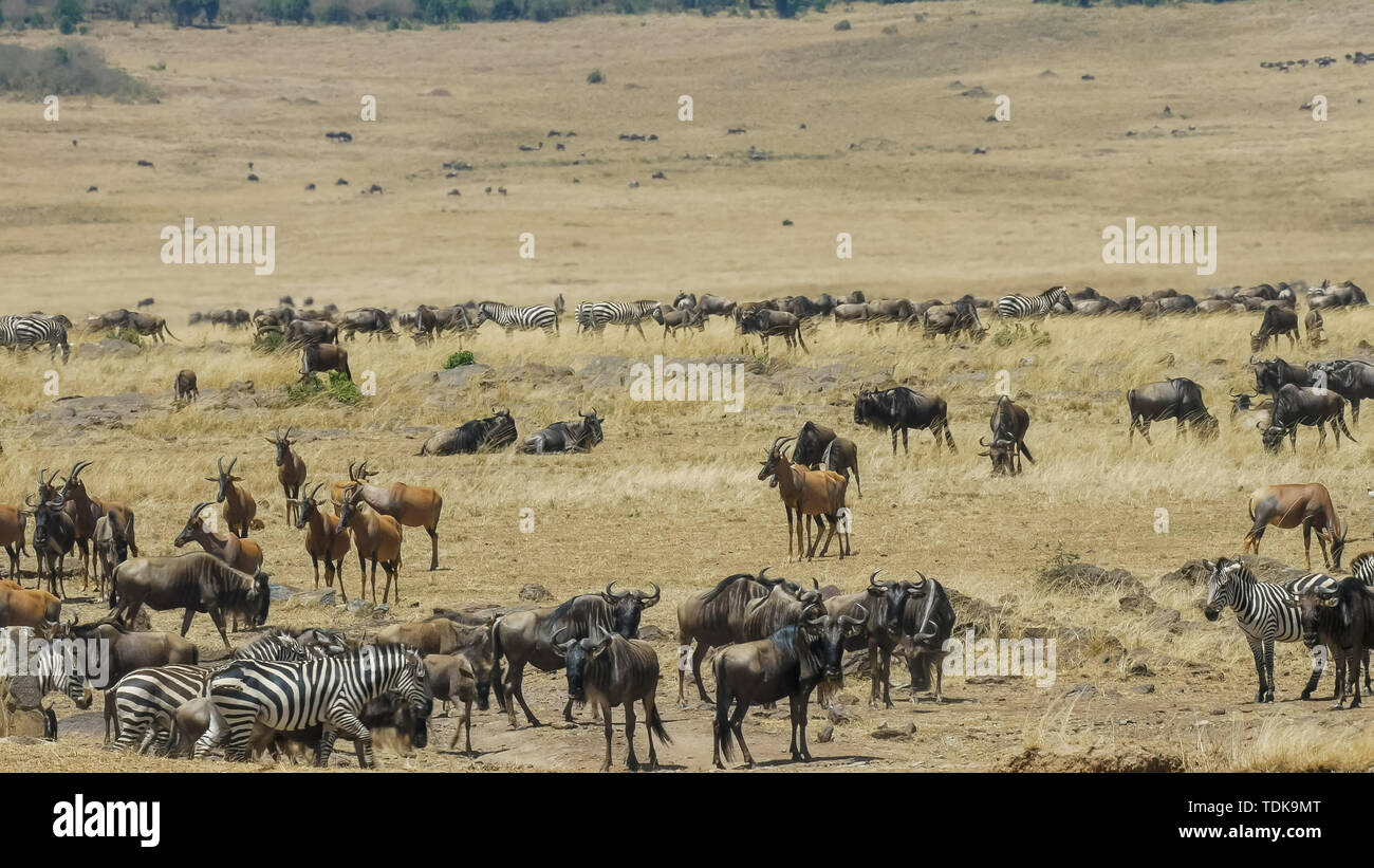 Des gnous, des zèbres et des antilopes topi lors de la rivière Mara dans le Masai Mara Banque D'Images