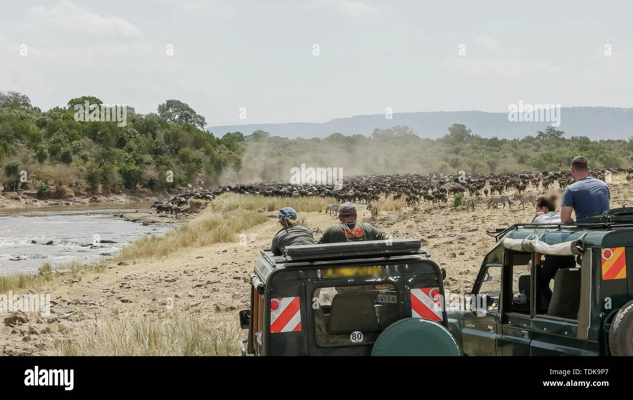Les touristes en véhicules 4x4 watch wildebeest massing à la rivière Mara dans le Masai Mara, Kenya Banque D'Images