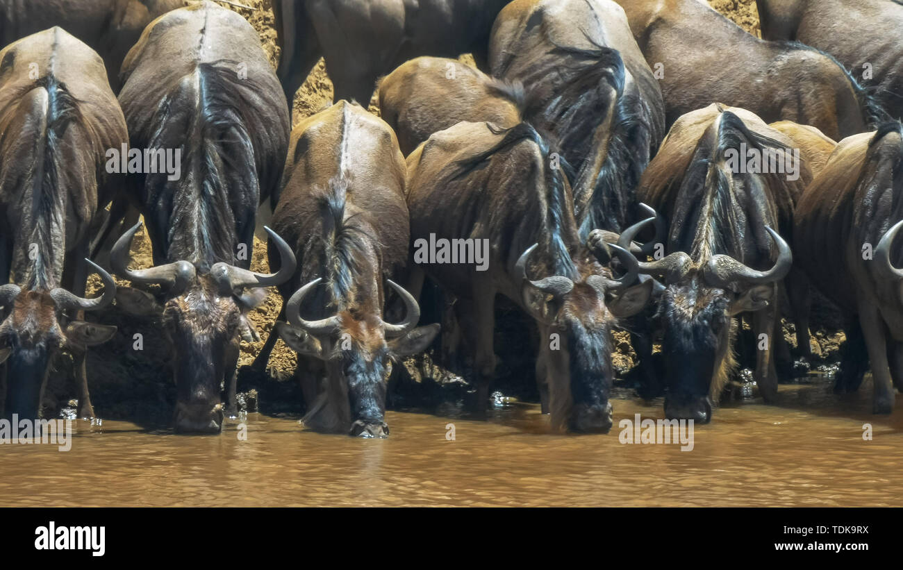 Fermer coup de gnous s'abreuver à la rivière Mara dans le Masai Mara, Kenya Banque D'Images