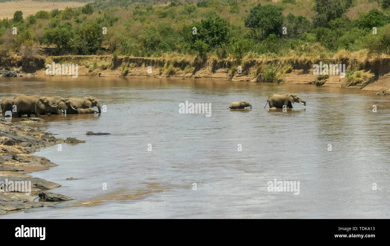 Long Shot d'un éléphant et son petit traversent la rivière Mara dans le Masai Mara, Kenya Banque D'Images