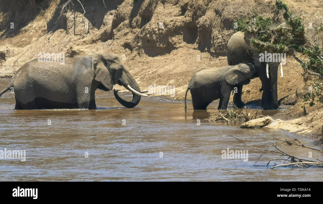 Un éléphant et son petit en toute sécurité à travers la rivière Mara dans le Masai Mara, Kenya Banque D'Images