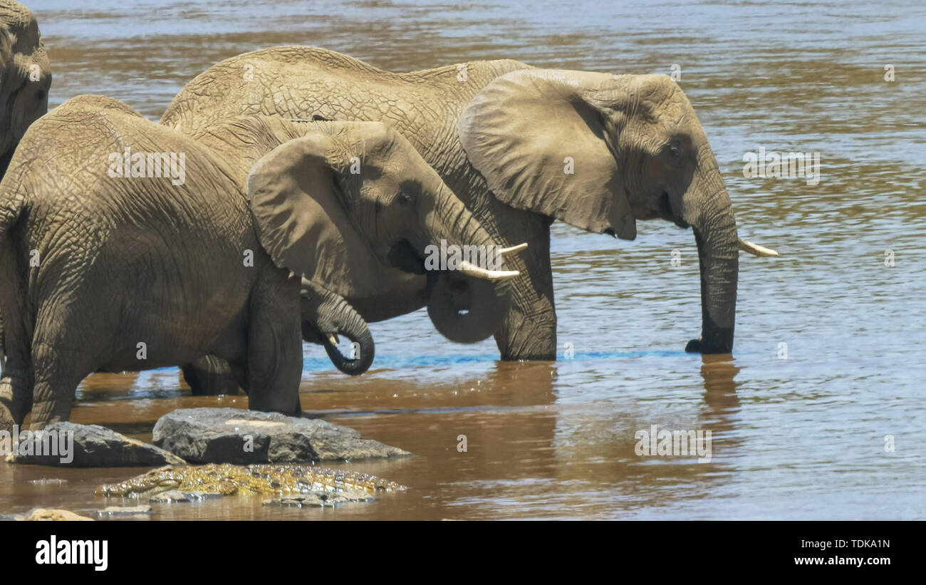 Close up de deux éléphants d'Afrique adultes buvant dans la rivière Mara dans le Masai Mara, Kenya Banque D'Images