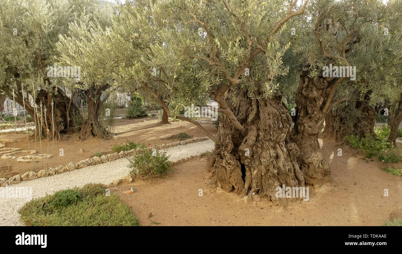 Portrait d'un vieil olivier poussant dans les jardin de Gethsémani à Jérusalem, Israël Banque D'Images Portrait d'un vieil olivier poussant dans les jardin de Gethsémani à Jérusalem, Israël Banque D'Images