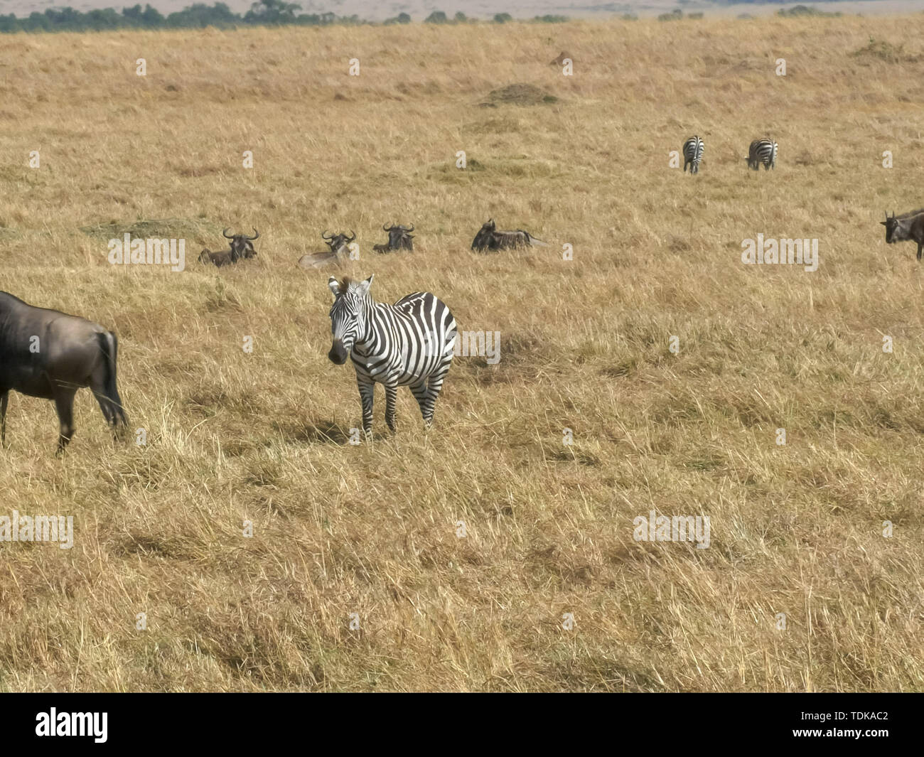 Des zèbres et des gnous ensemble sur la savane dans le Masai Mara, Kenya Banque D'Images
