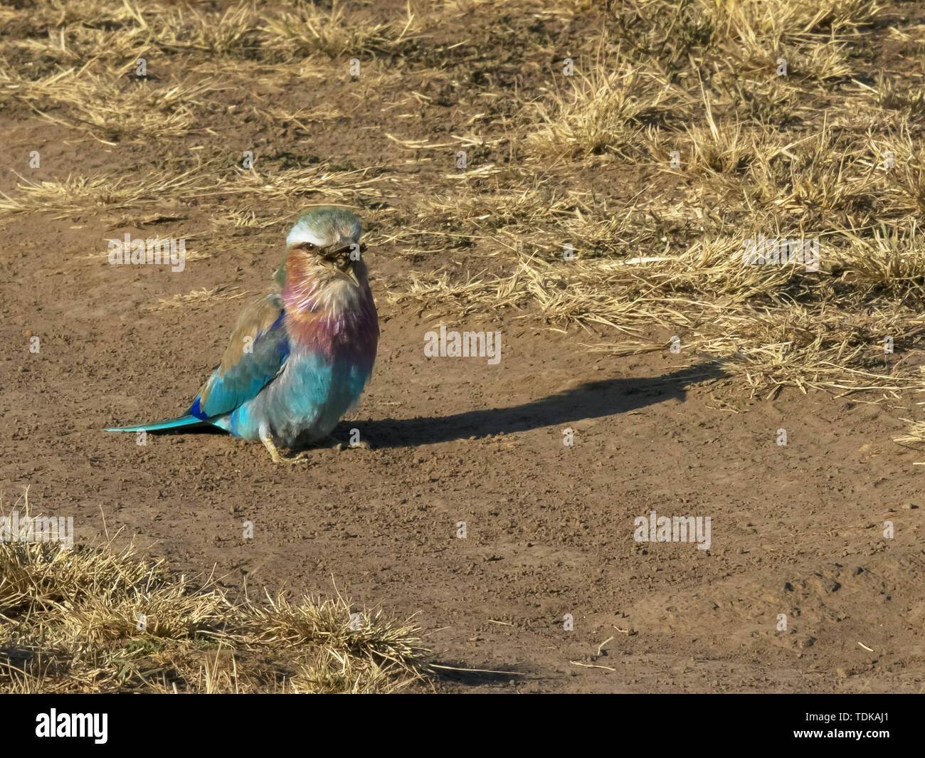 Lizard engloutie par une lilac breasted roller dans le Masai Mara, Kenya Banque D'Images
