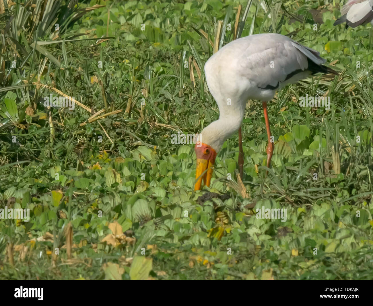 Bec jaune stork la chasse à des fins alimentaires dans les masais Mara, Kenya Banque D'Images