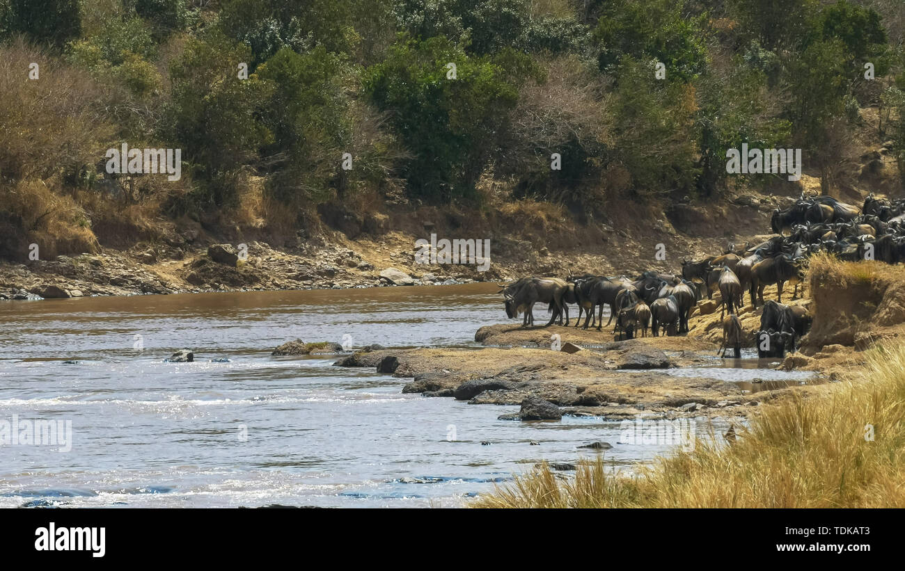 Troupeau de gnous à un point de passage à la rivière Mara dans le Masai Mara, Kenya Banque D'Images