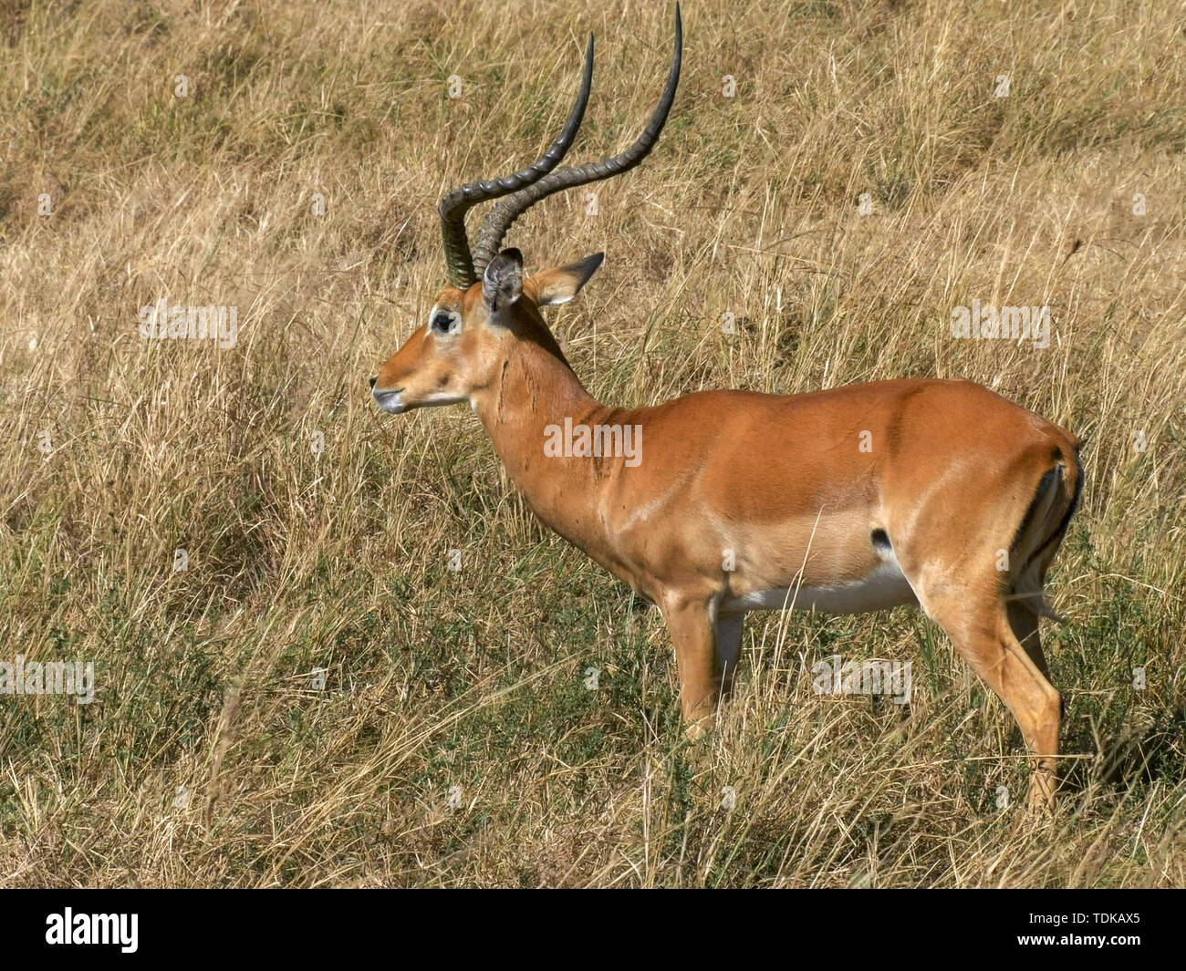 Une impala de pâturage regarde vers la caméra puis recommence à se nourrir dans le Masai Mara, Kenya Banque D'Images