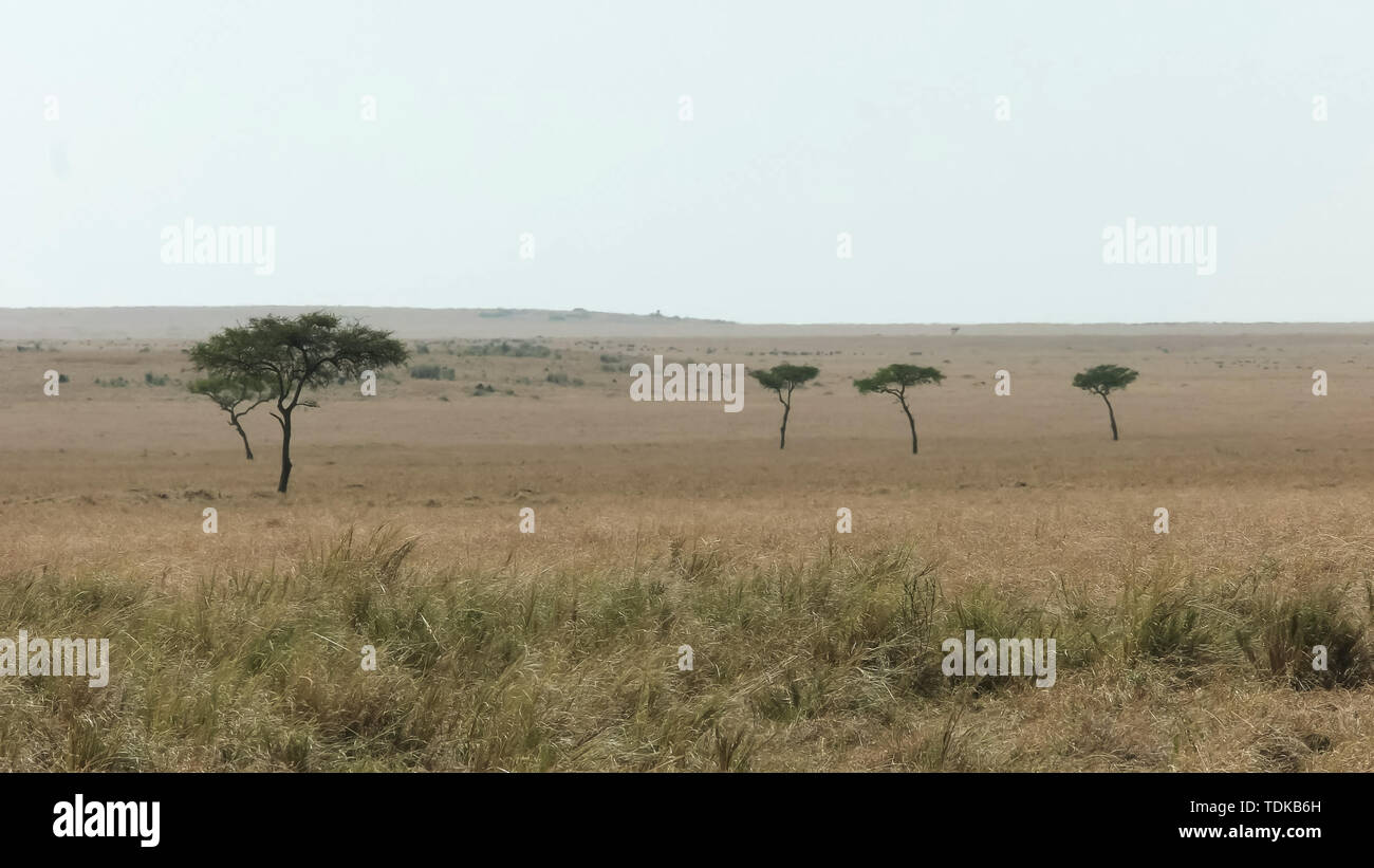 Acacia arbres et les plaines herbeuses dans les masais Mara, Kenya Banque D'Images