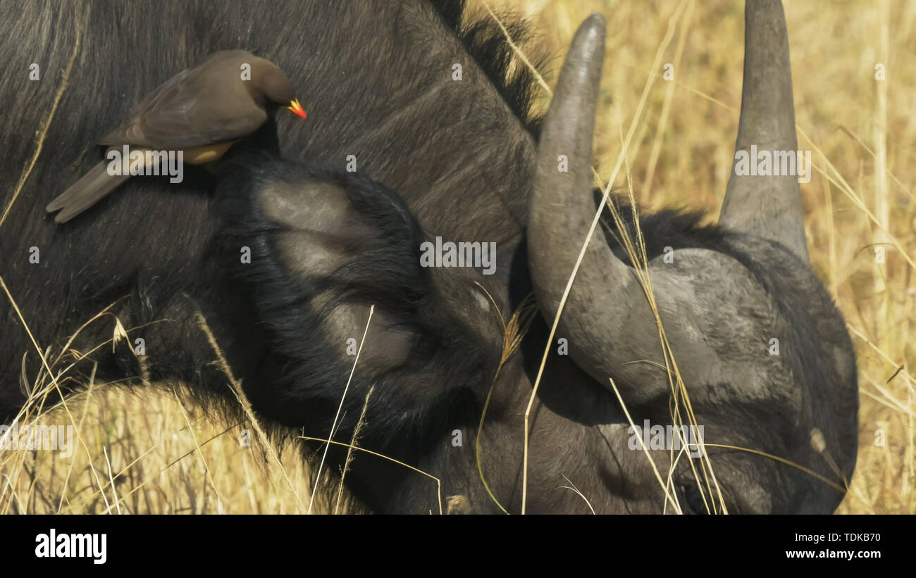 Close up d'un oxpecker sur le cou et la tête d'un buffle dans le Masai Mara, Kenya Banque D'Images