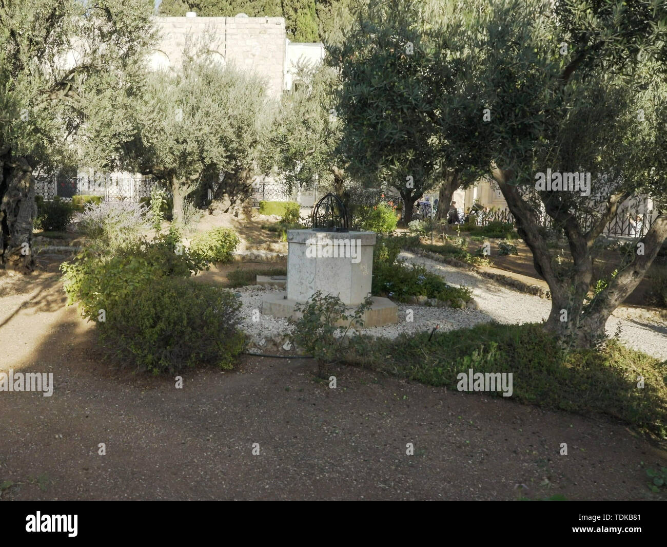 En passant devant l'ancienne oliviers du jardin de Gethsémani à Jérusalem, Israël Banque D'Images En passant devant l'ancienne oliviers du jardin de Gethsémani à Jérusalem, Israël Banque D'Images