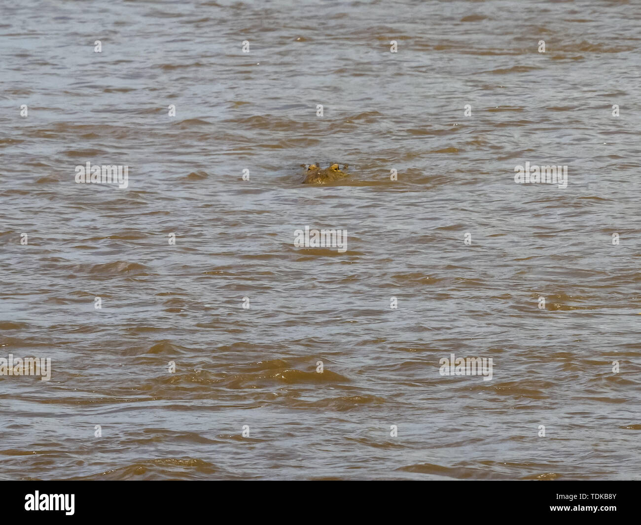 Long Shot d'un crocodile nageant dans la rivière Mara dans le Masai Mara, Kenya Banque D'Images