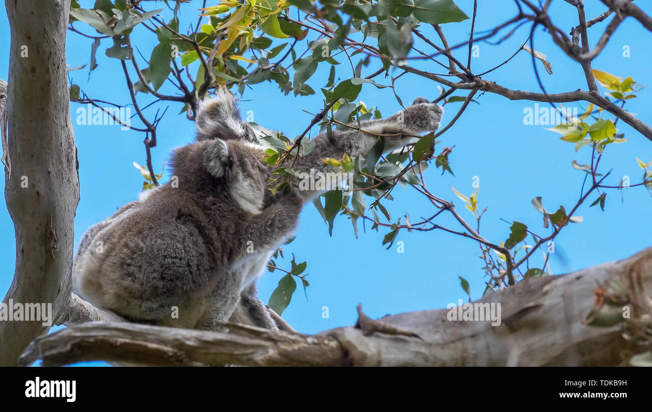 Maman koala avec un bébé sur son dos se nourrissent ensemble à Cape Otway sur la Great Ocean Road, Victoria Banque D'Images