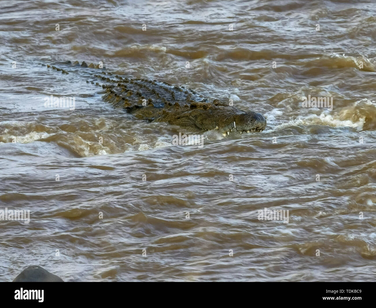 La tête d'un crocodile swimming en amont dans la rivière mara de réserve de Masai Mara, Kenya Banque D'Images