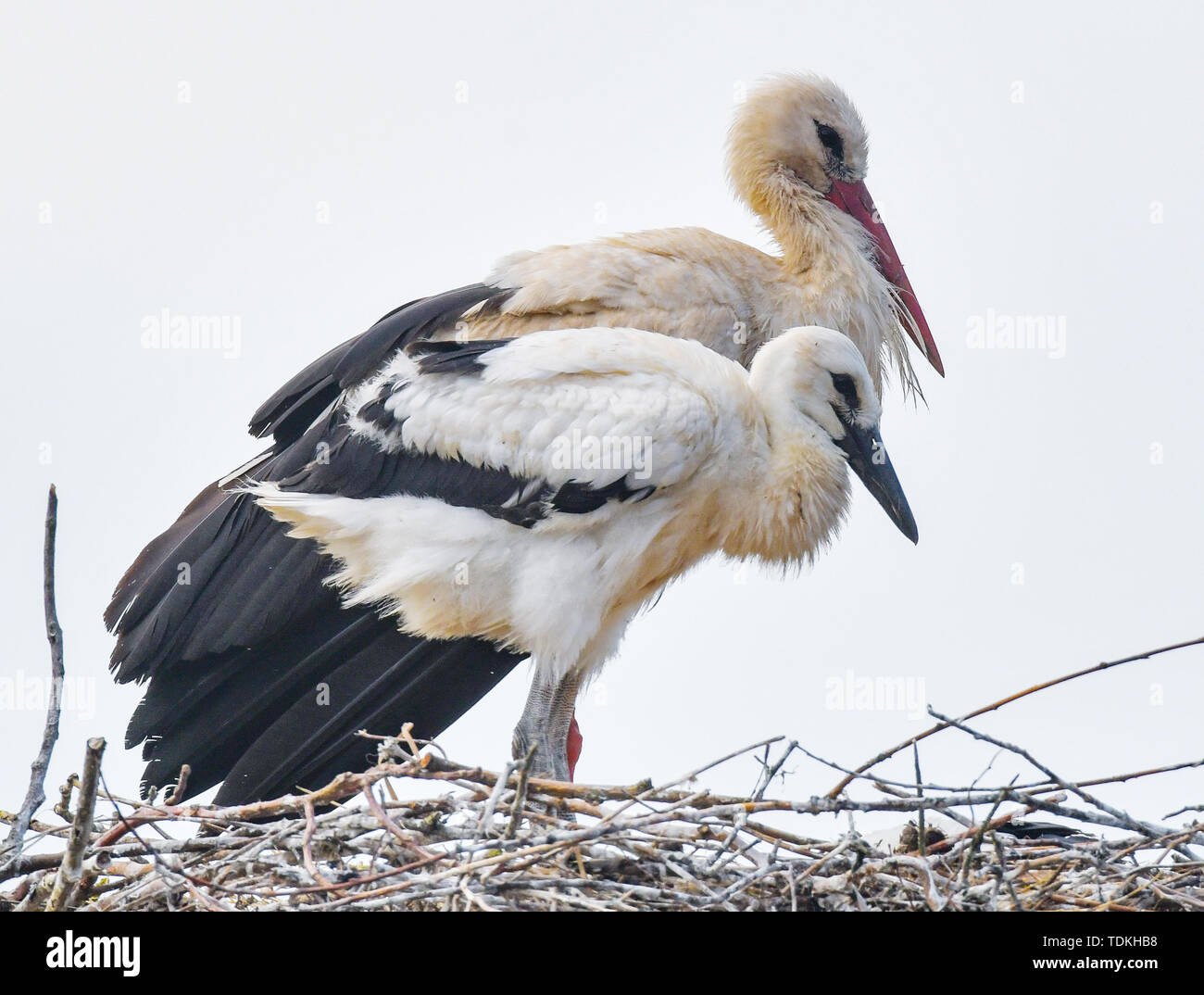 17 juin 2019, le Brandebourg, Strützkow : une cigogne blanche (Ciconia ciconia) accompagnés d'un jeune animal dans un nid dans le centre du village d'Stützkow dans le Parc National de la vallée de l'Oder. Photo : Patrick Pleul/dpa-Zentralbild/ZB Banque D'Images