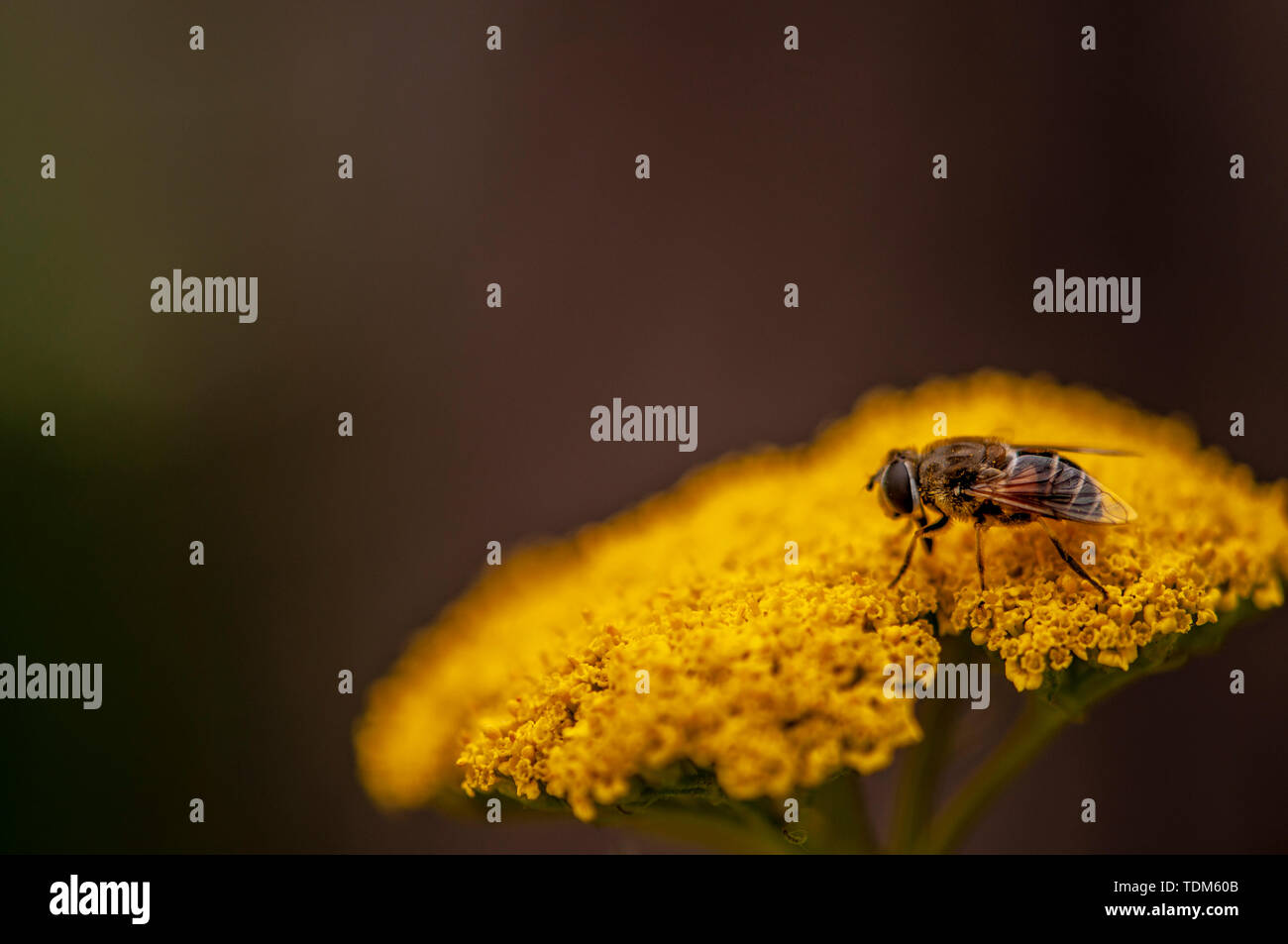 Fleurs d'abeille Banque D'Images
