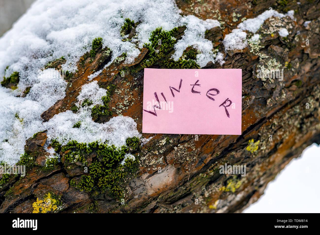 Arbre de Noël dans la neige avec un autocollant et les mots de l'hiver. Banque D'Images