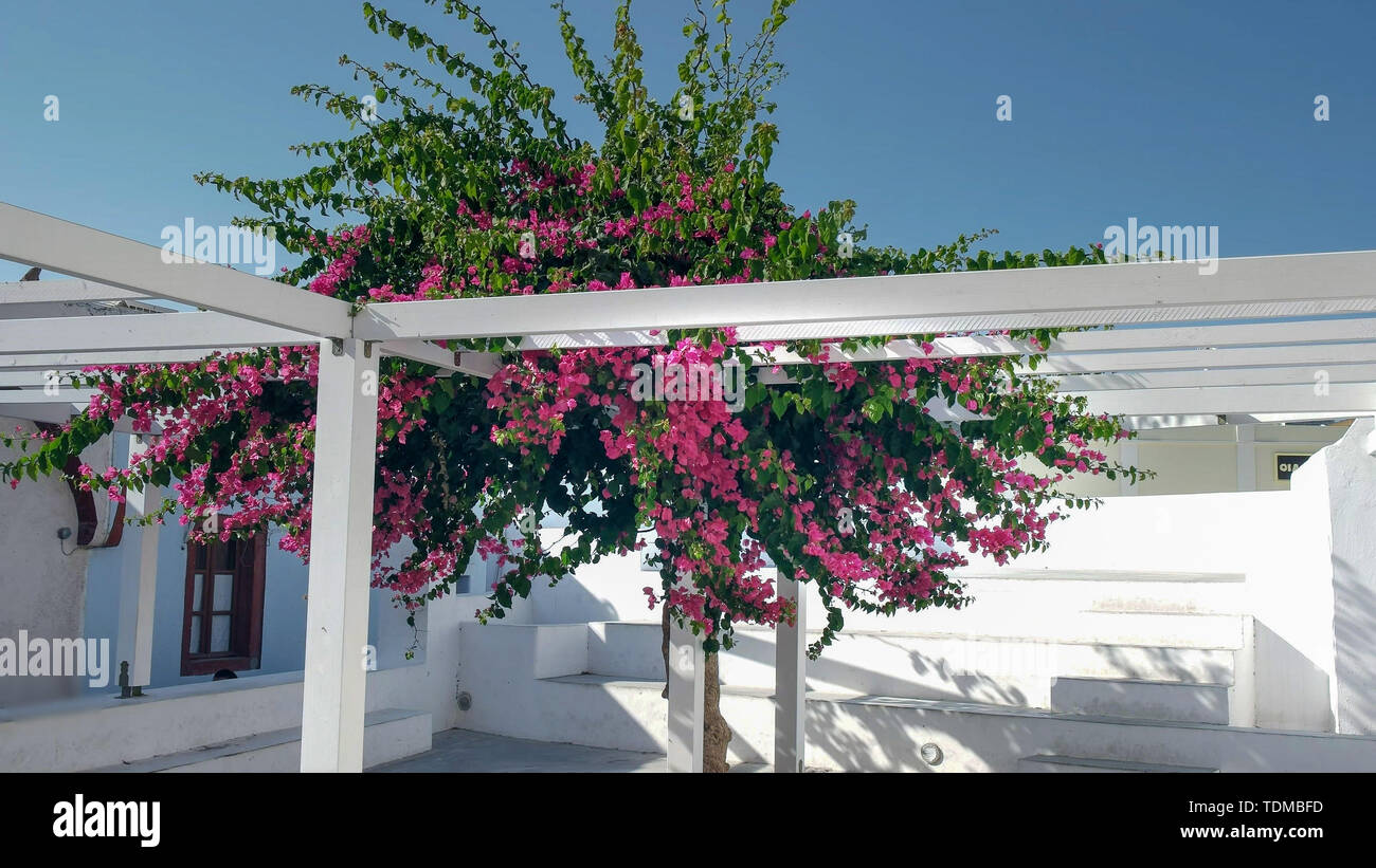 De plus en plus de bougainvillées rose dans le village de Oia, santorini Banque D'Images