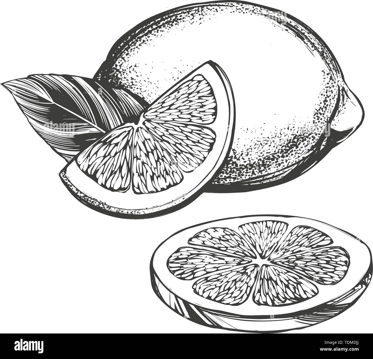 Avec des feuilles d'agrumes citron fruit isolé sur fond blanc hand drawn vector illustration croquis réalistes Illustration de Vecteur