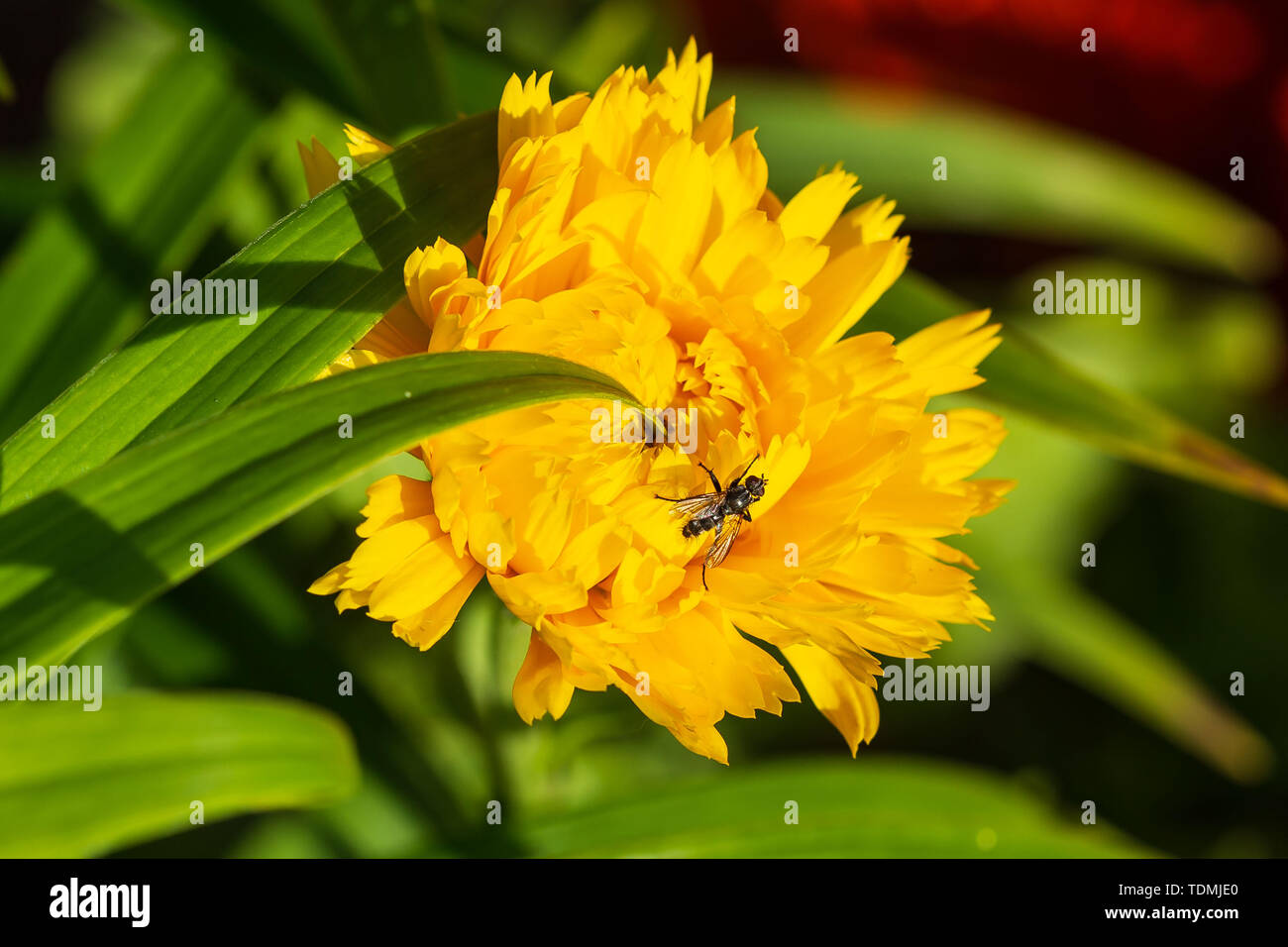 Une mouche sur une petite fleur jaune dans le jardin Banque D'Images