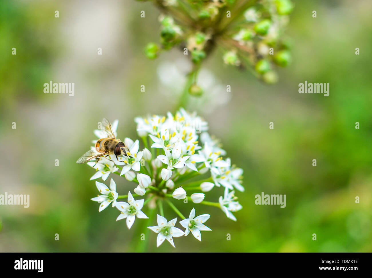 Les petites abeilles sauvages sur la floraison l'ail sauvage Allium ursinum closeup Banque D'Images