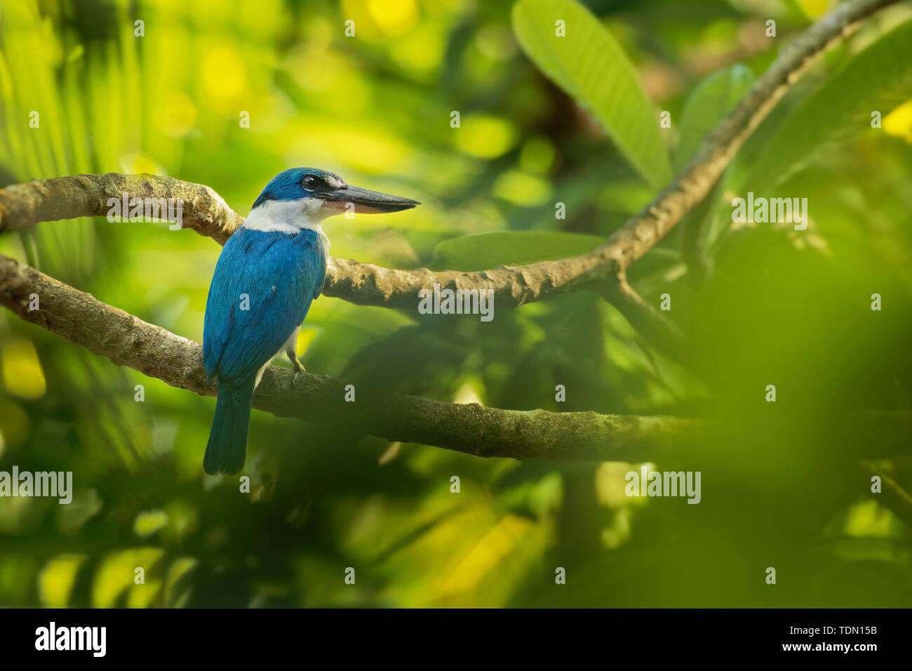 Kingfisher Todiramphus chloris à collier - moyennes sous-famille Halcyoninae kingfisher, l'arbre des martins-pêcheurs, également connu sous le nom de kingfi blanc Banque D'Images