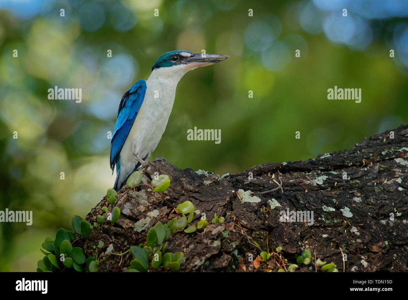 Kingfisher Todiramphus chloris à collier - moyennes sous-famille Halcyoninae kingfisher, l'arbre des martins-pêcheurs, également connu sous le nom de kingfi blanc Banque D'Images
