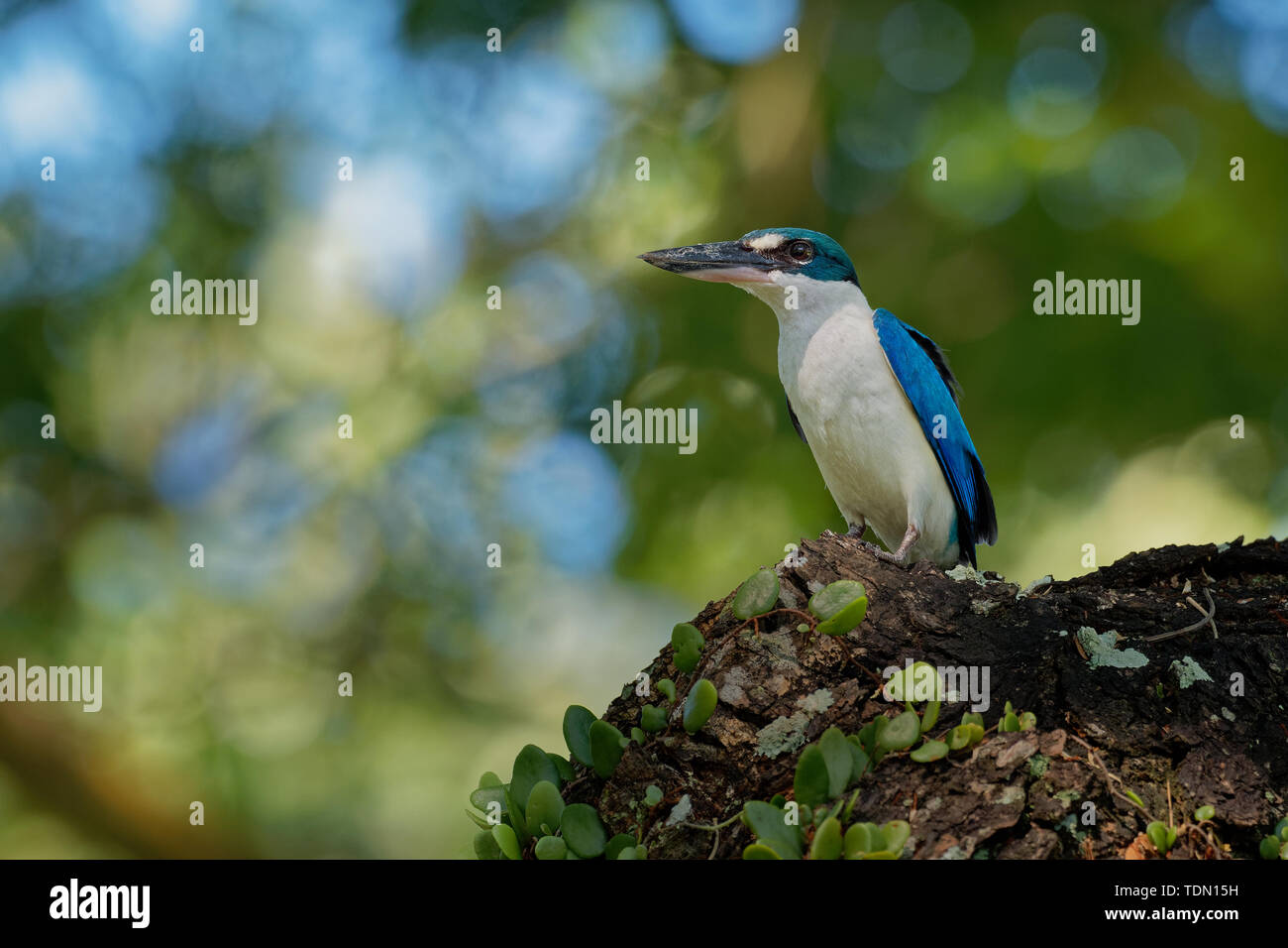 Kingfisher Todiramphus chloris à collier - moyennes sous-famille Halcyoninae kingfisher, l'arbre des martins-pêcheurs, également connu sous le nom de kingfi blanc Banque D'Images