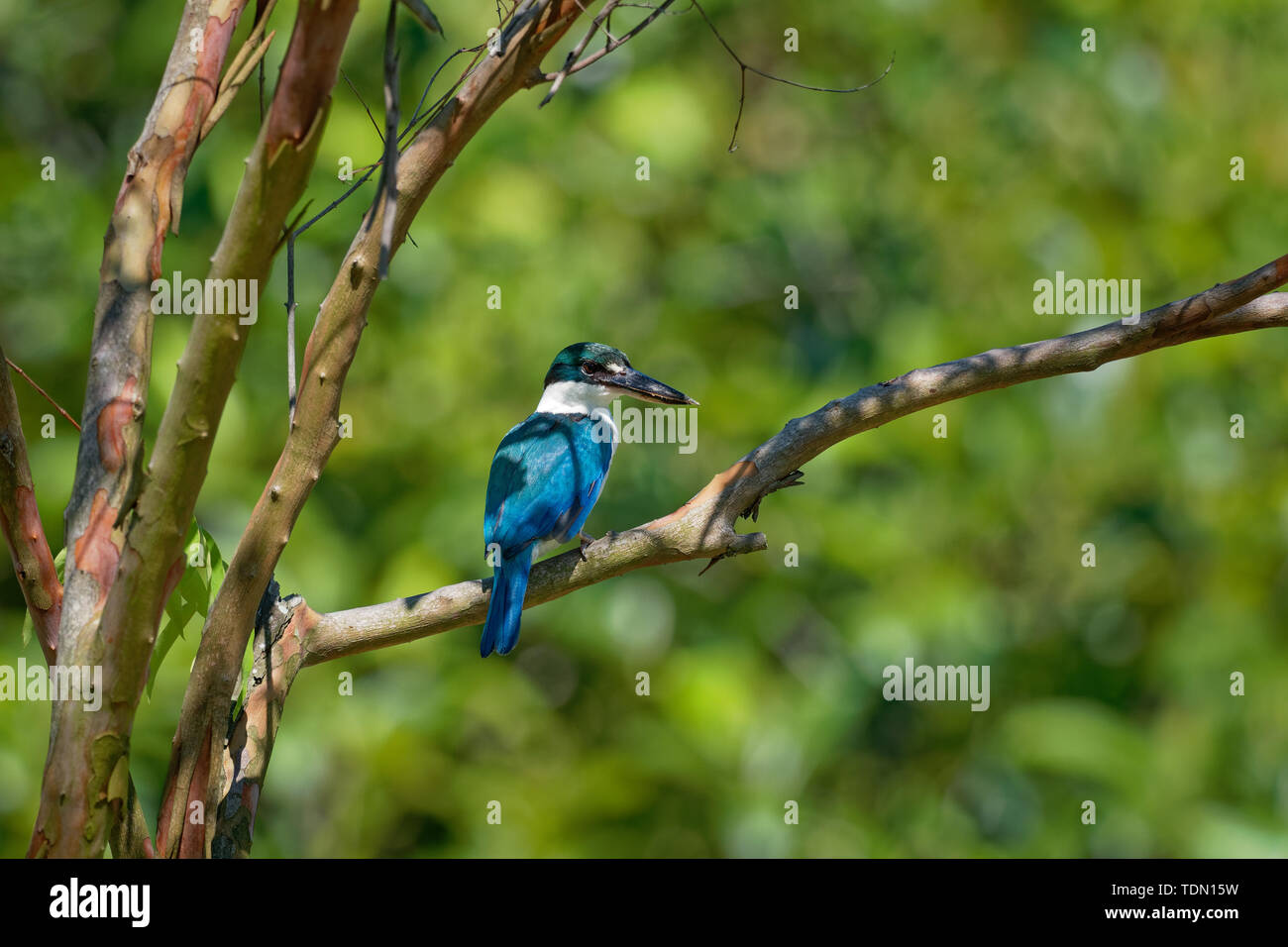 Kingfisher Todiramphus chloris à collier - moyennes sous-famille Halcyoninae kingfisher, l'arbre des martins-pêcheurs, également connu sous le nom de kingfi blanc Banque D'Images
