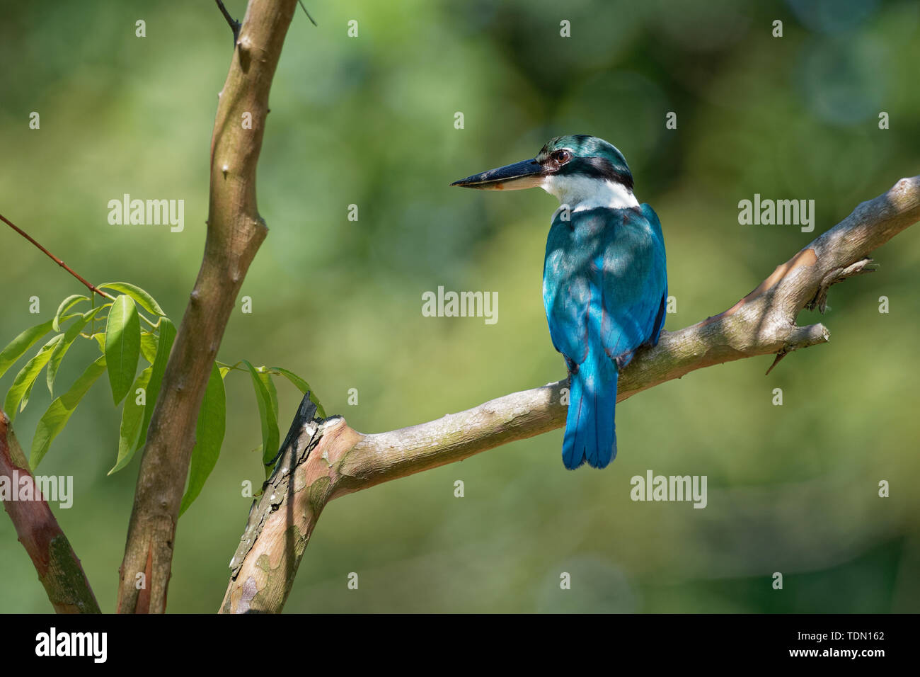 Kingfisher Todiramphus chloris à collier - moyennes sous-famille Halcyoninae kingfisher, l'arbre des martins-pêcheurs, également connu sous le nom de kingfi blanc Banque D'Images