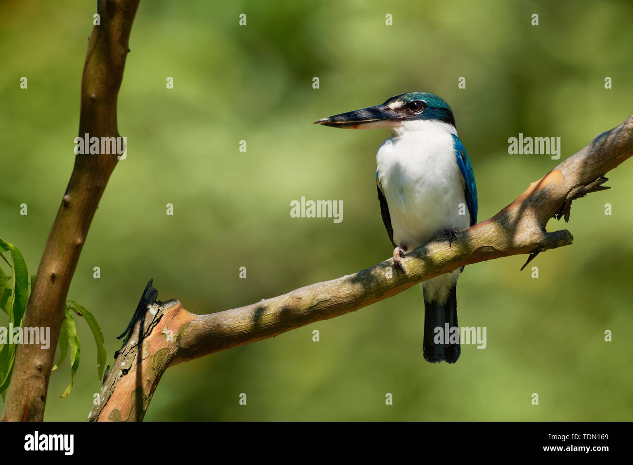 Kingfisher Todiramphus chloris à collier - moyennes sous-famille Halcyoninae kingfisher, l'arbre des martins-pêcheurs, également connu sous le nom de kingfi blanc Banque D'Images