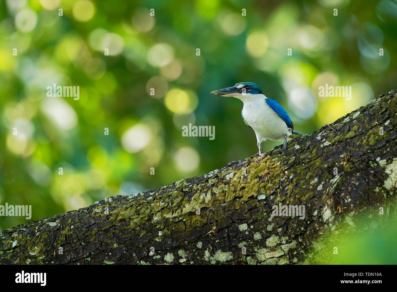 Kingfisher Todiramphus chloris à collier - moyennes sous-famille Halcyoninae kingfisher, l'arbre des martins-pêcheurs, également connu sous le nom de kingfi blanc Banque D'Images