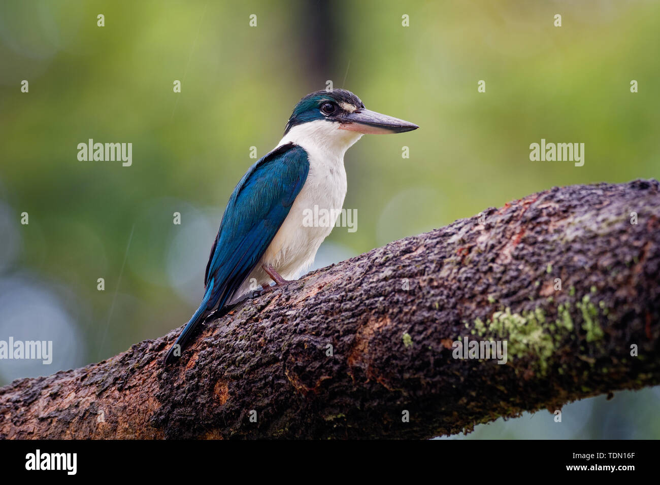 Kingfisher Todiramphus chloris à collier - moyennes sous-famille Halcyoninae kingfisher, l'arbre des martins-pêcheurs, également connu sous le nom de kingfi blanc Banque D'Images