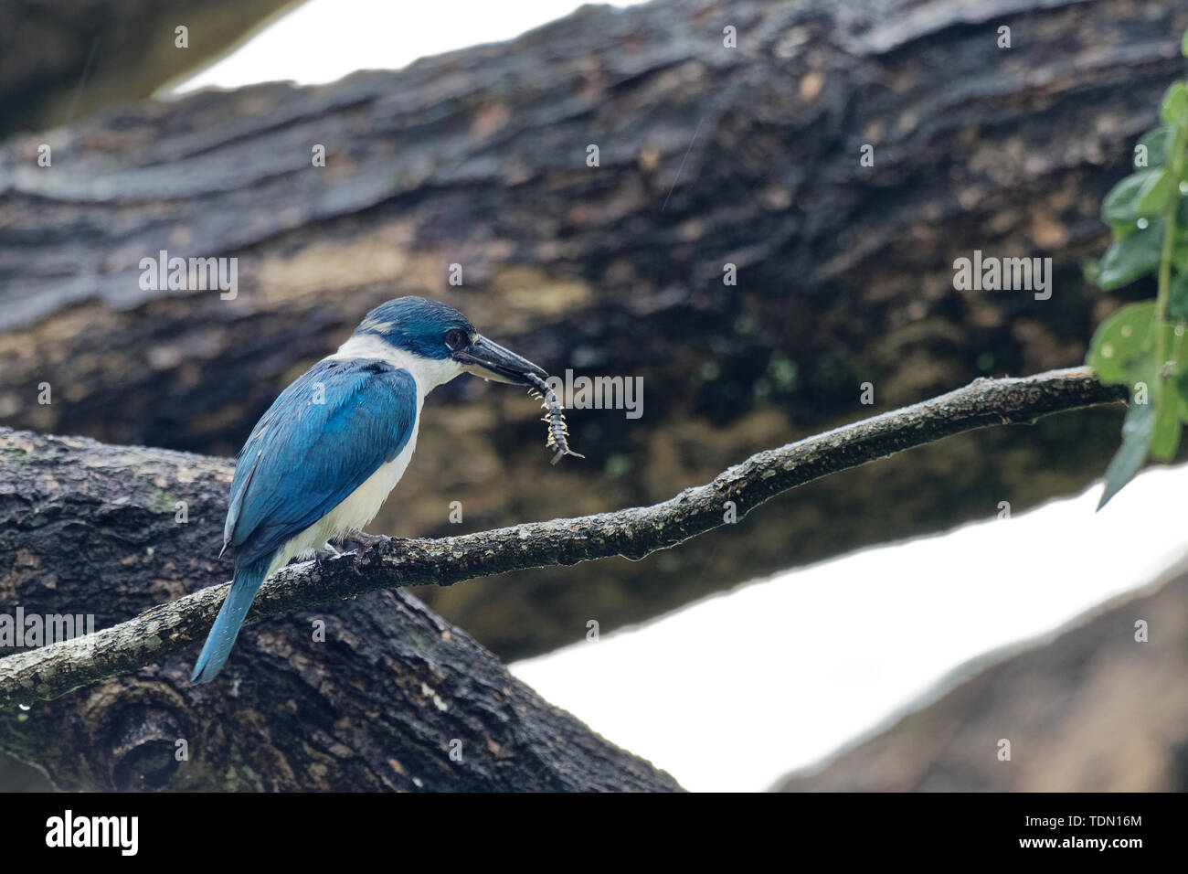 Kingfisher Todiramphus chloris à collier - moyennes sous-famille Halcyoninae kingfisher, l'arbre des martins-pêcheurs, également connu sous le nom de kingfi blanc Banque D'Images