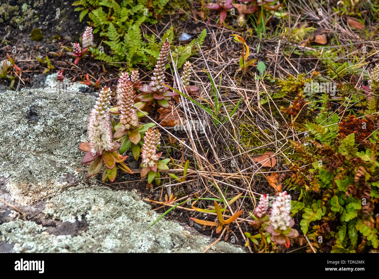 Beauté de la nature dans la région russe de Primorsky Banque D'Images