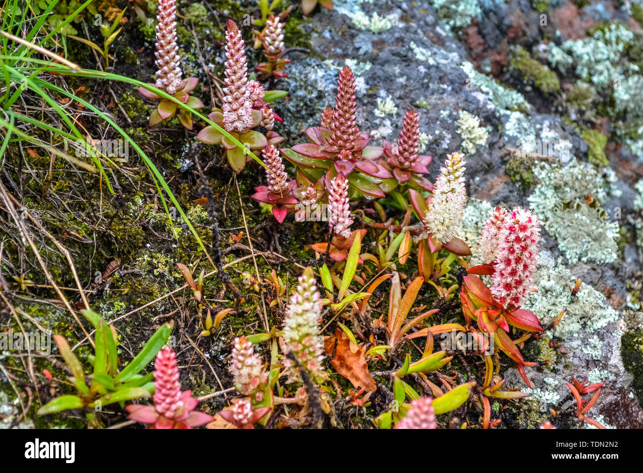 Beauté de la nature dans la région russe de Primorsky Banque D'Images